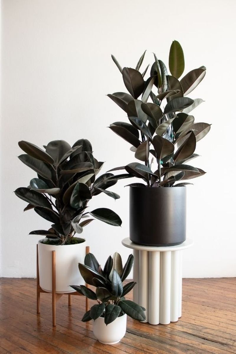 Rubber Plant (Ficus elastica)