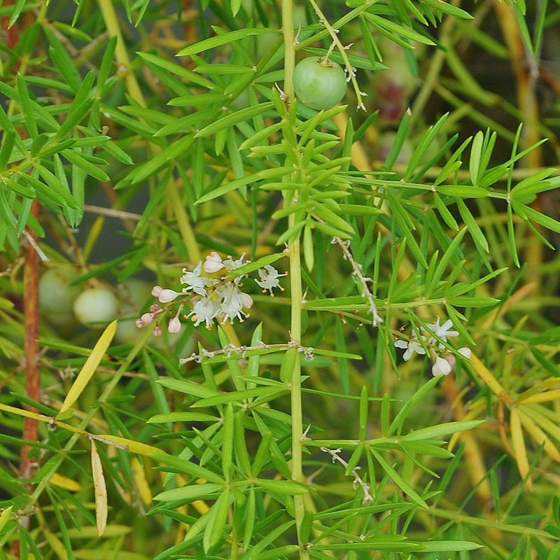Asparagus Fern