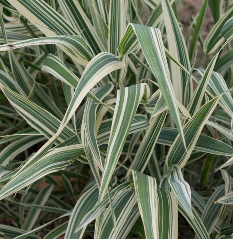 Ribbon Grass (Phalaris arundinacea)