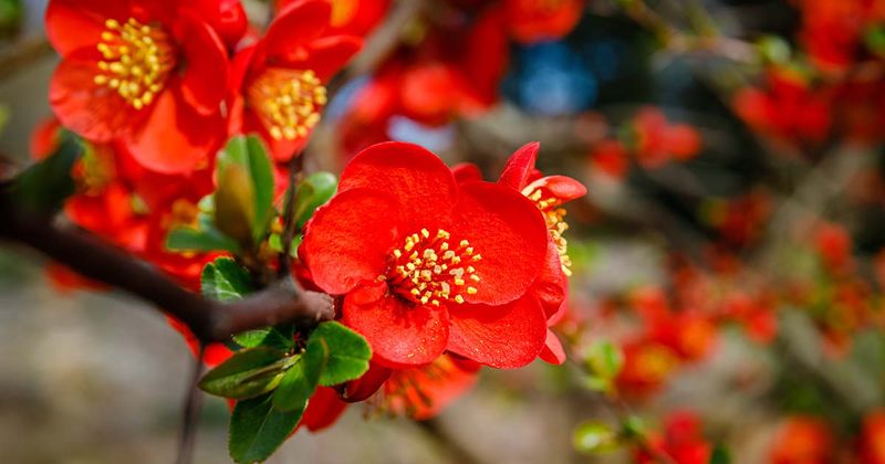 Flowering Quince