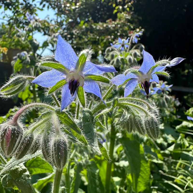 Borage – Tastes like cucumber (and grows like a weed).