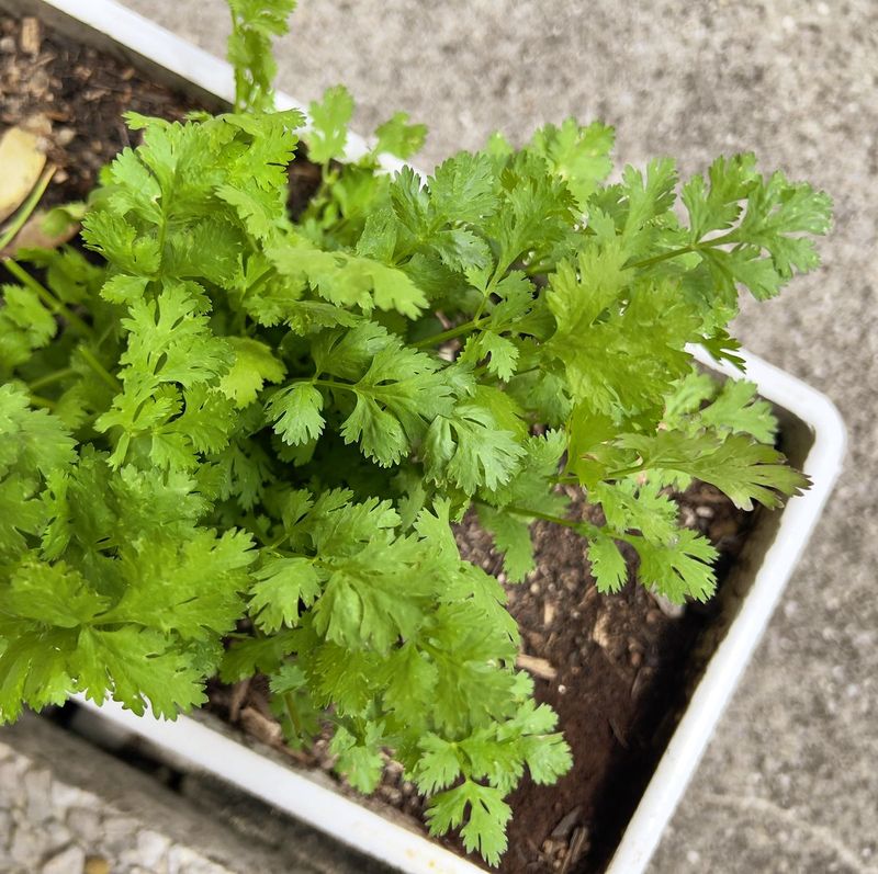 Cilantro