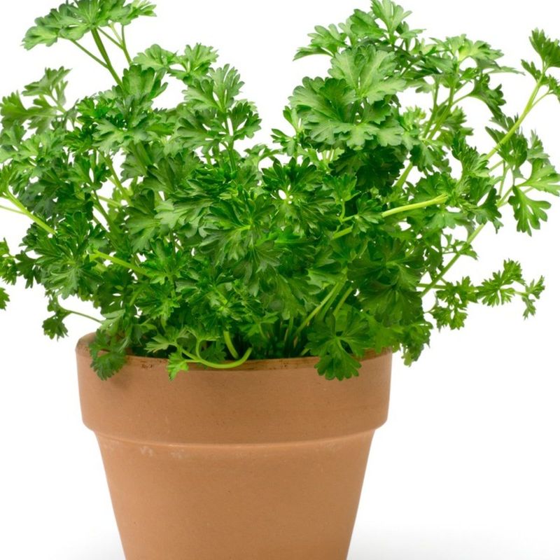 Parsley