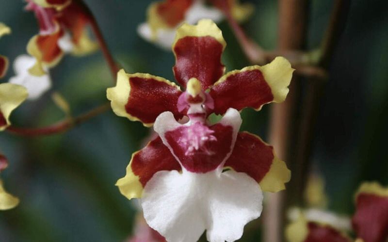 Chocolate Orchid (Oncidium sharry baby)