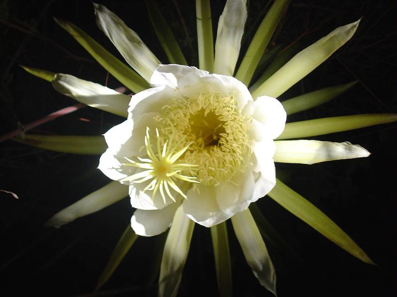 Night-Blooming Cereus - Tropical Resort Luxury