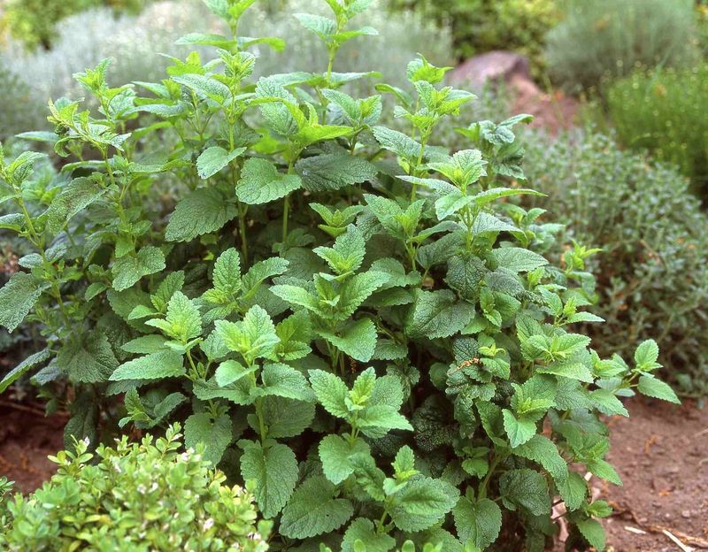 Lemon-Scented Flowers (Various)