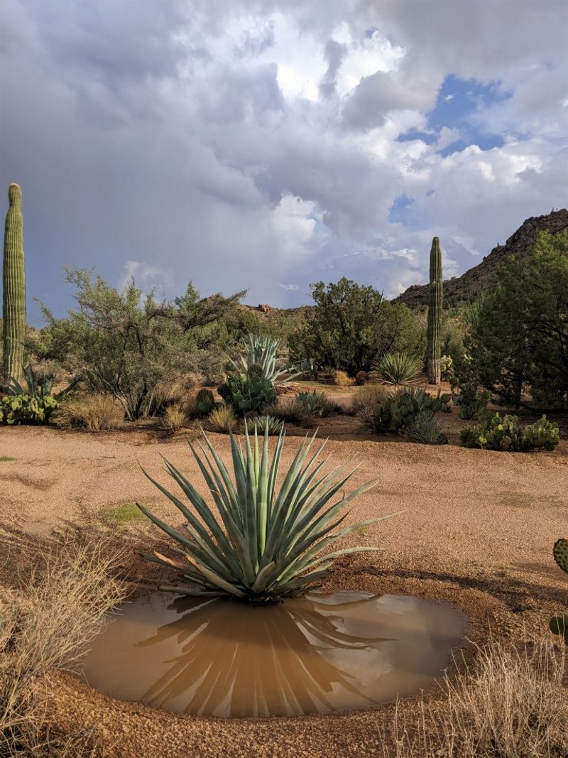 Water Too Frequently