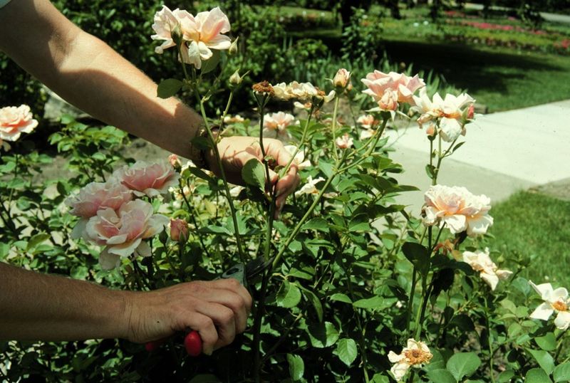 Prune lightly during growing season