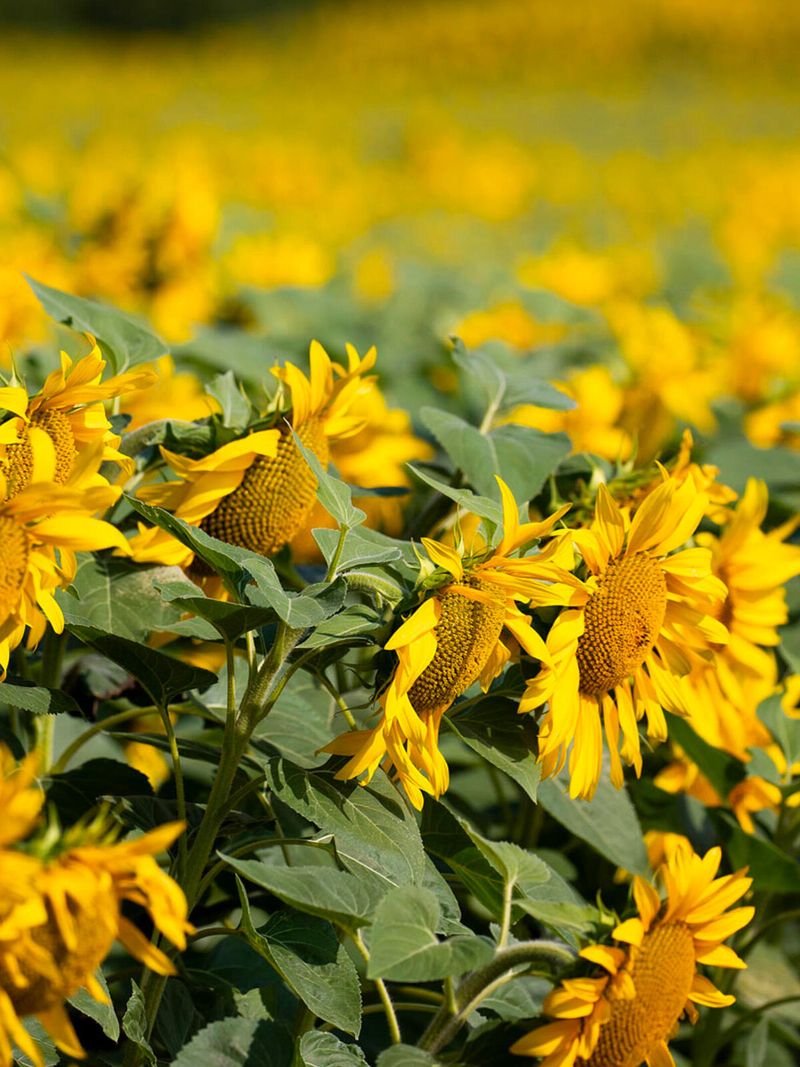 Control Weeds and Pests