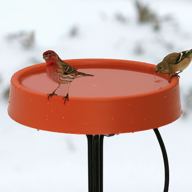 Use a Heated Birdbath in Winter