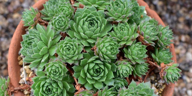 Hens and Chicks (Sempervivum tectorum)