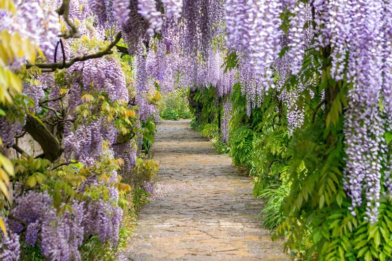 Wisteria - Cascading Purple Dreams