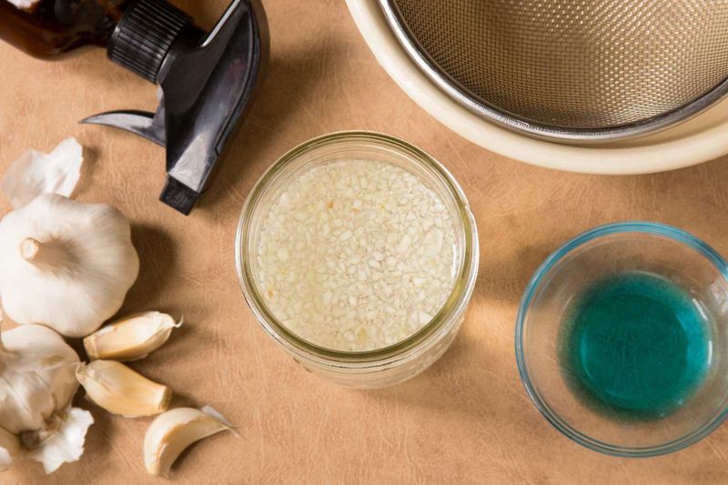 Onion and Garlic Spray