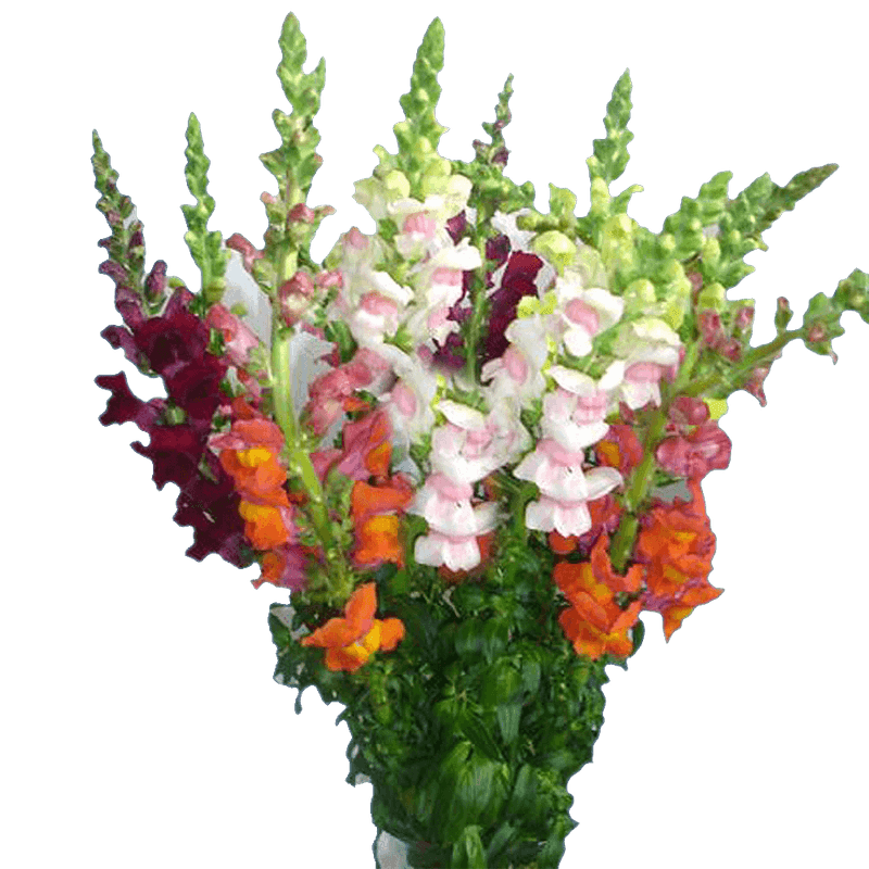 Snapdragons