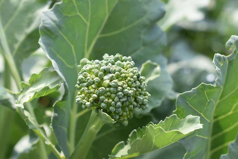 Broccoli Rabe