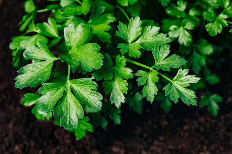 Parsley