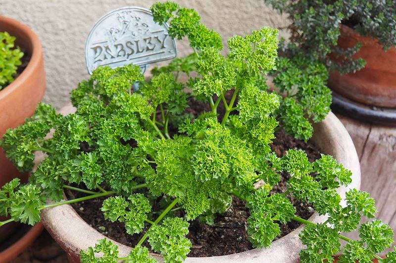 Parsley