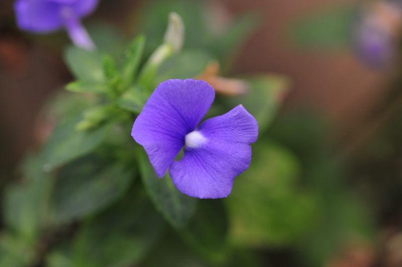 Amazon Blue - Exotic Snapdragon Cousin