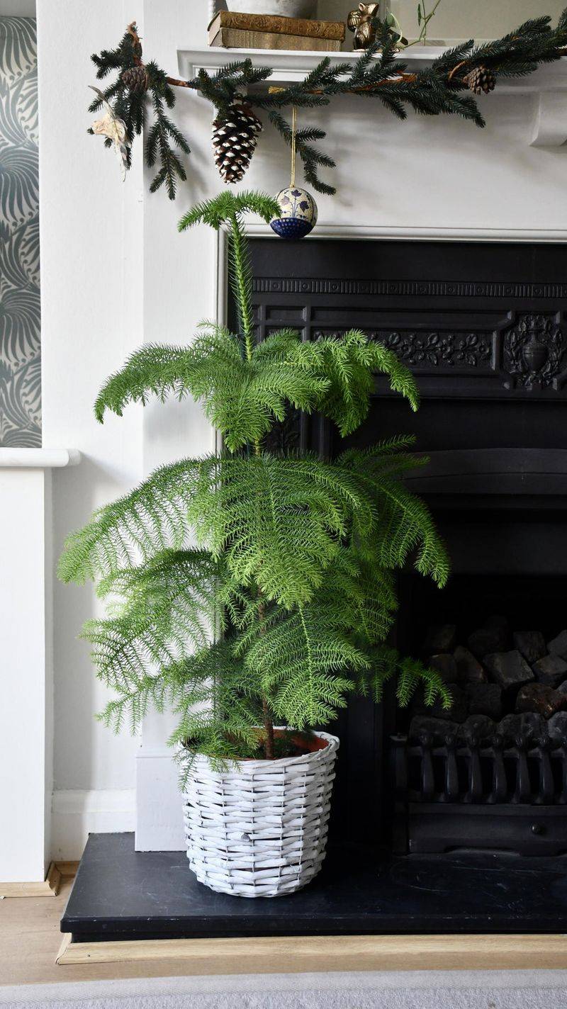 Norfolk Island Pine (Araucaria heterophylla)