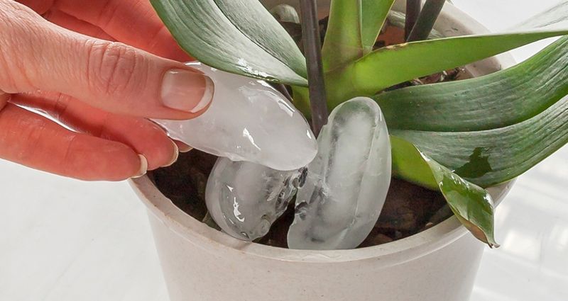 The Ice Cube Orchid Trick
