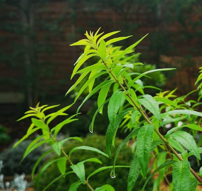 Lemon Verbena - The Citrus Cloud