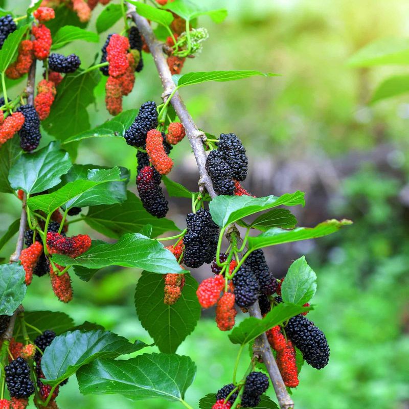 Mulberry Tree