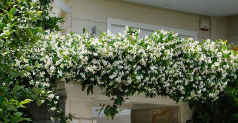 City and Courtyard Gardens: 17 Best Plants to Grow