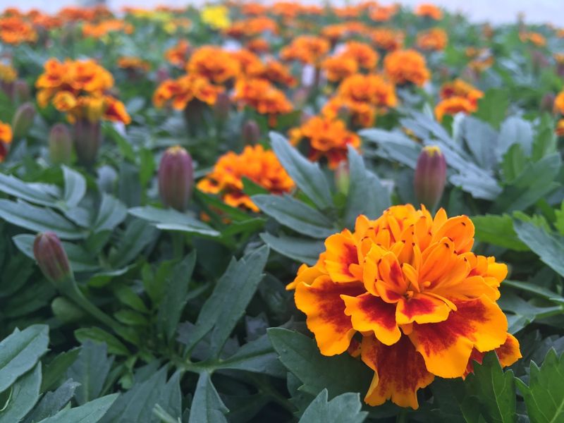 Companion Planting with Marigolds
