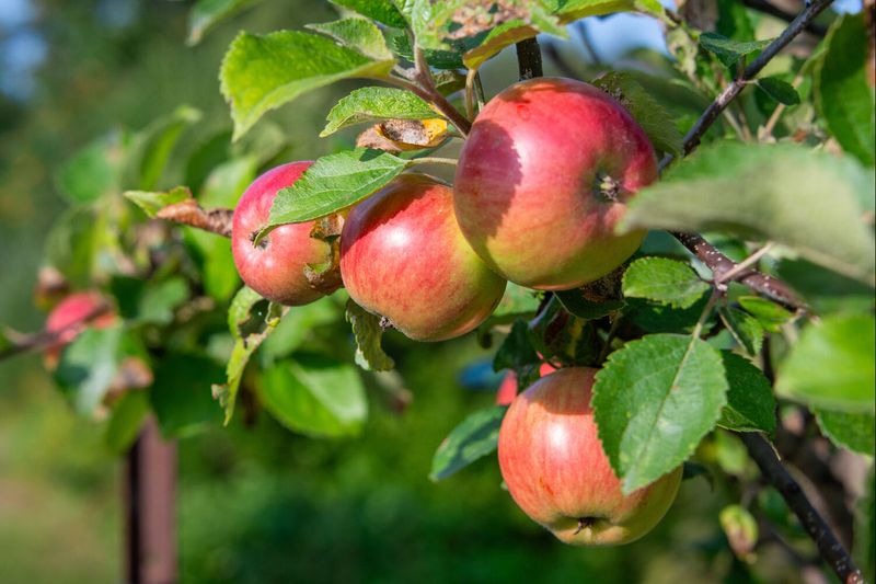 Apple Trees (Malus domestica)