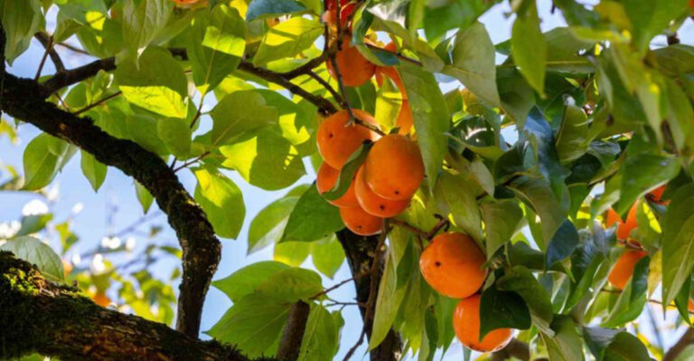 Clay Soil Gardening? These 10 Fruit Trees Will Grow Anyway
