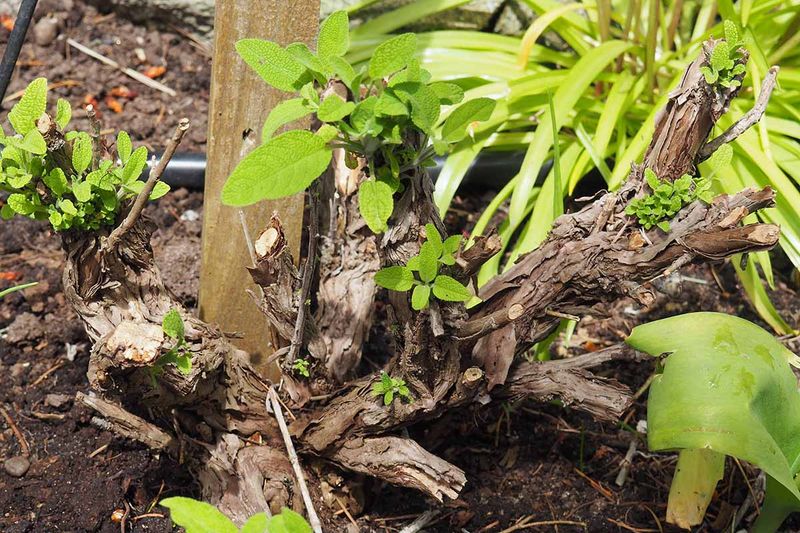 Never Cut Into Old Woody Stems