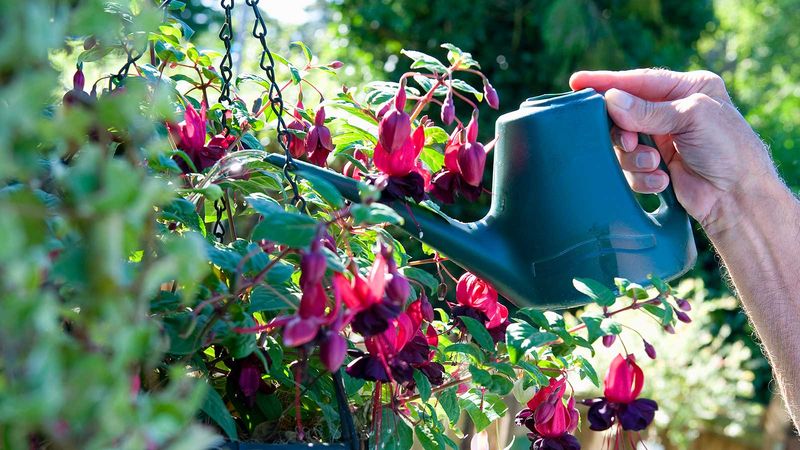 Watering Hanging Baskets Daily – They dry out so fast.