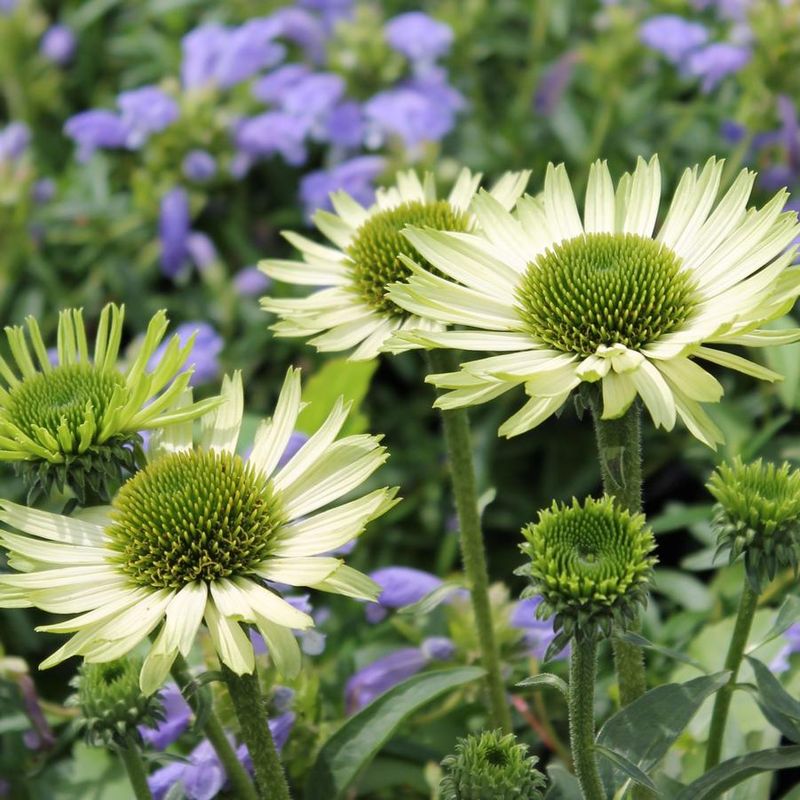 Echinacea 'Green Jewel'