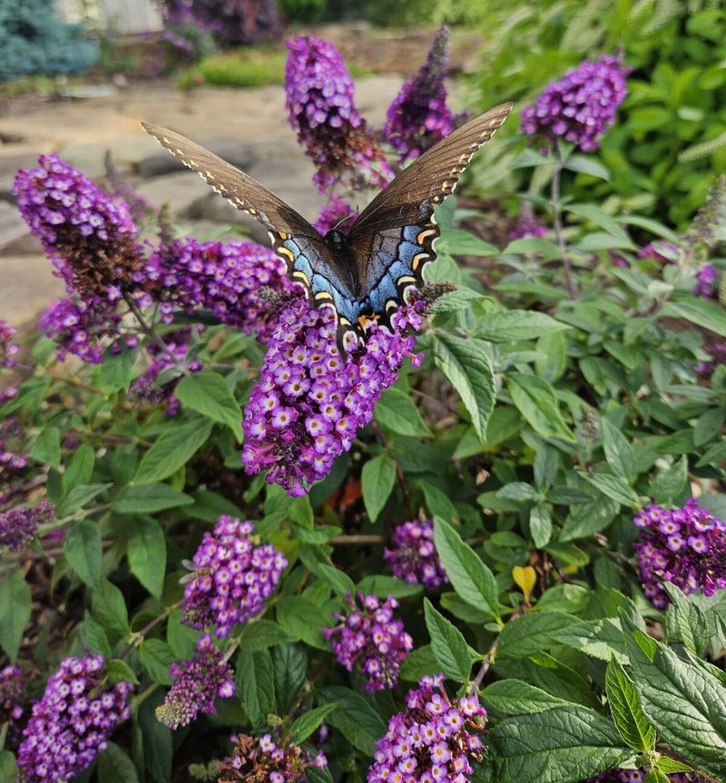Butterfly Bush