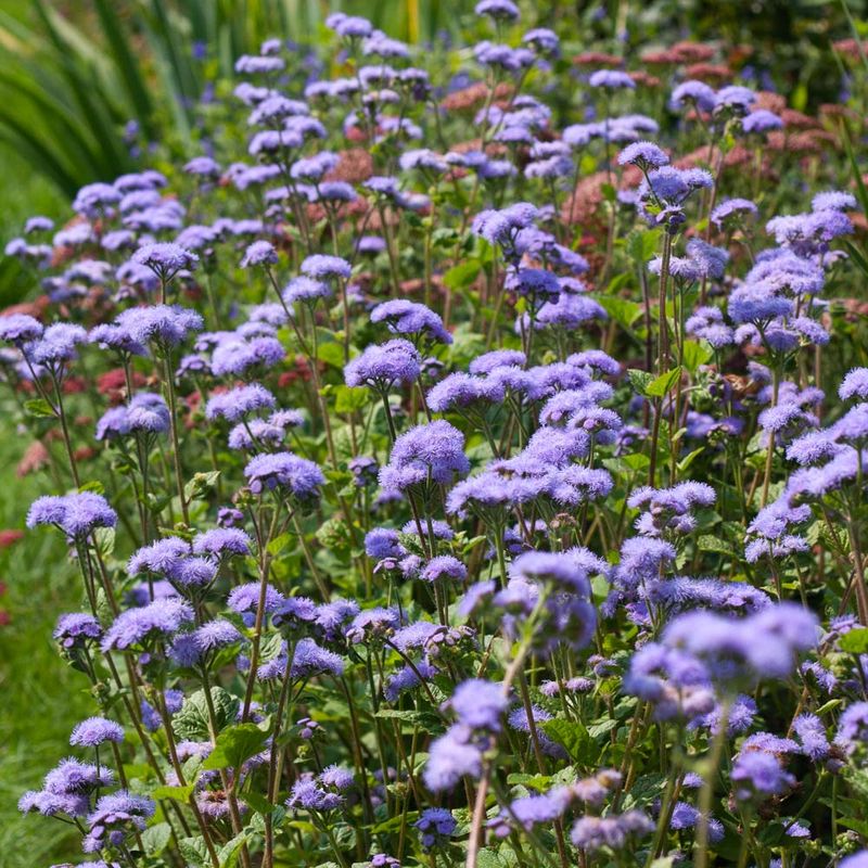 Ageratum (Floss Flower)