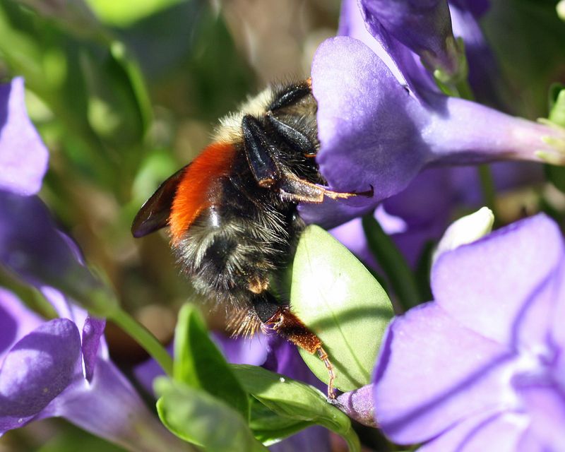 Invasive Allure to Pollinators