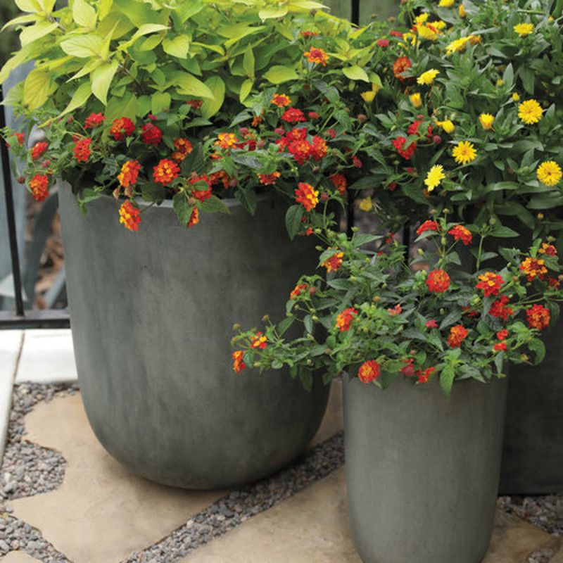 Container Gardening