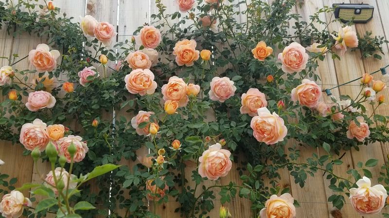 'Lady of Shalott' Climbing Rose