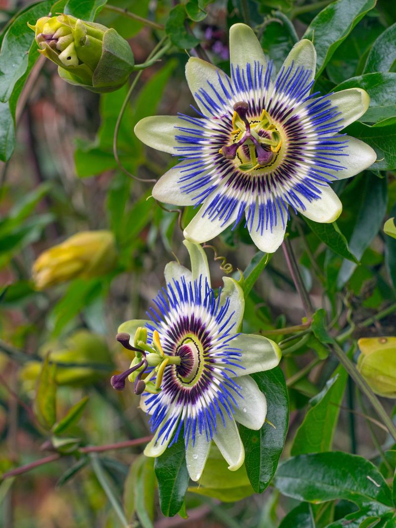 Passionflower (Passiflora spp.)