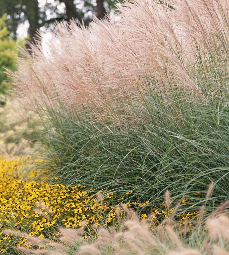 Ornamental Grasses