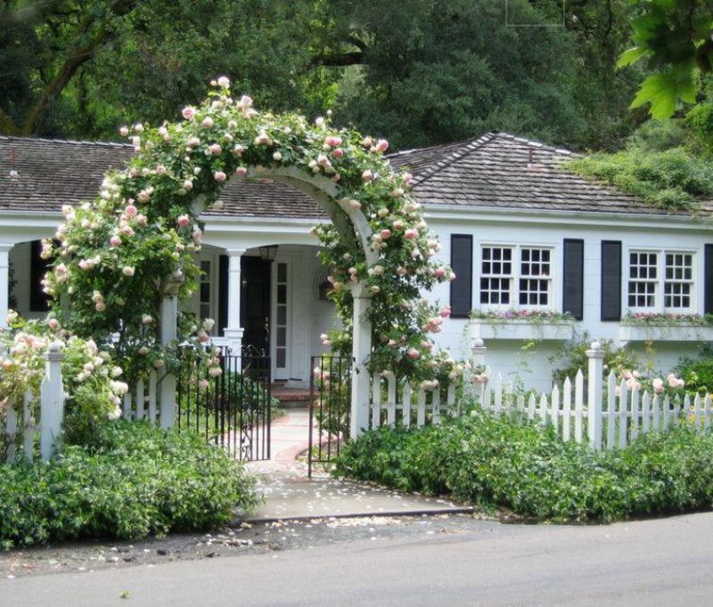 'New Dawn' Climbing Rose