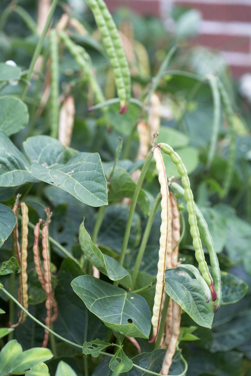 Close-up of mature black-eyed peas growing in a dry garden bed