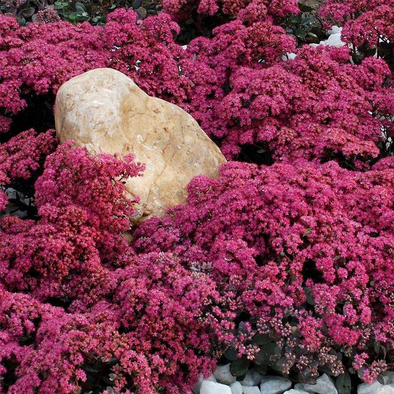 Sedum