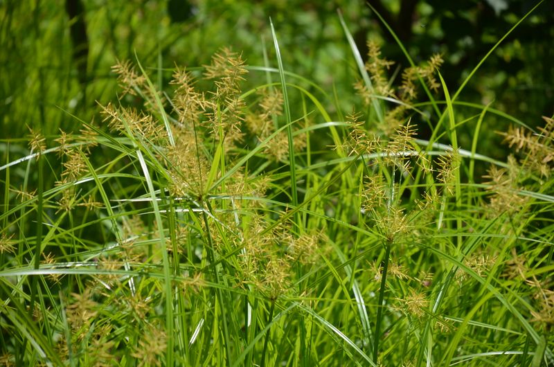 Nutsedge
