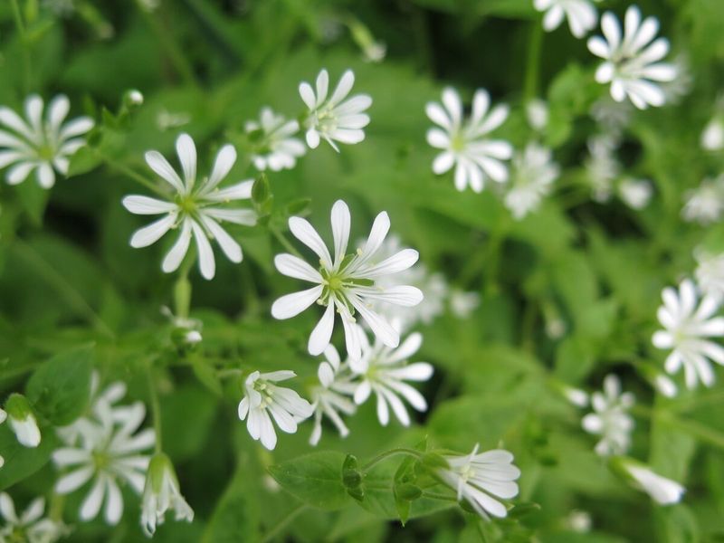 Chickweed
