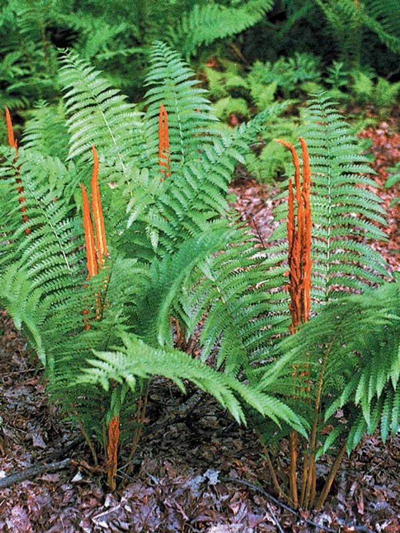 Cinnamon Fern (Osmundastrum cinnamomeum)