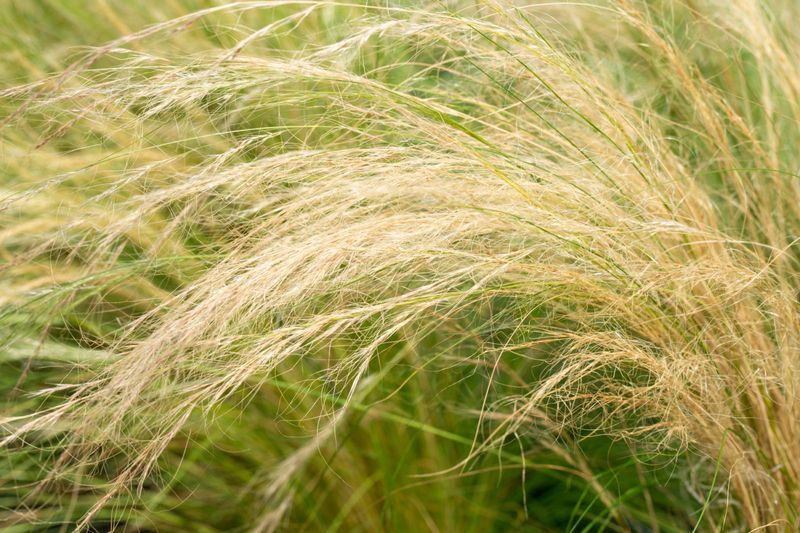 Mexican Feather Grass (Stipa tenuissima) - Flowing Movement