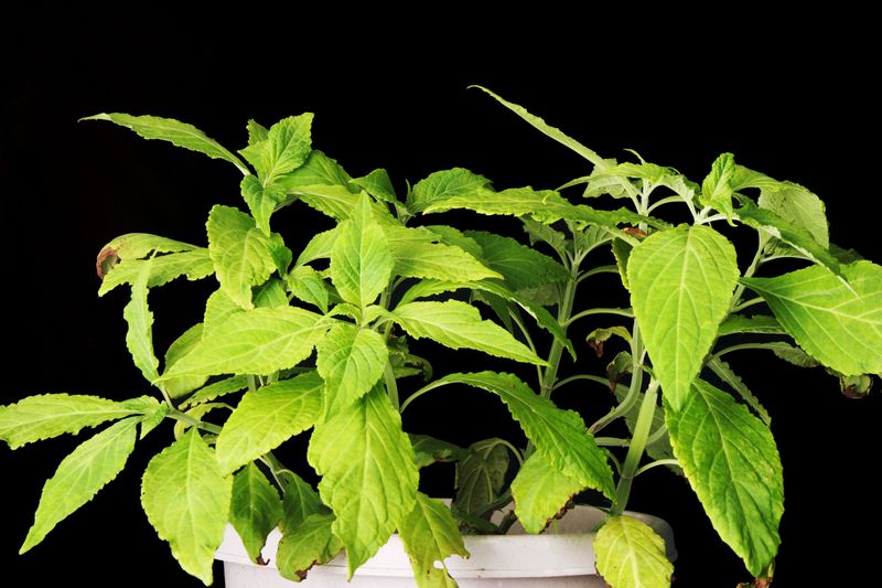 Salvia Divinorum