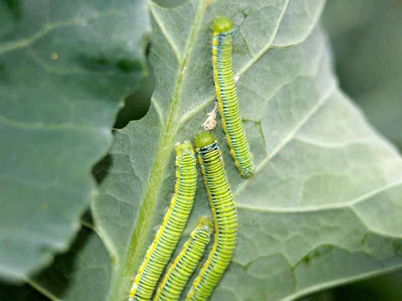 Bacillus thuringiensis (Bt) (Organic Killer)