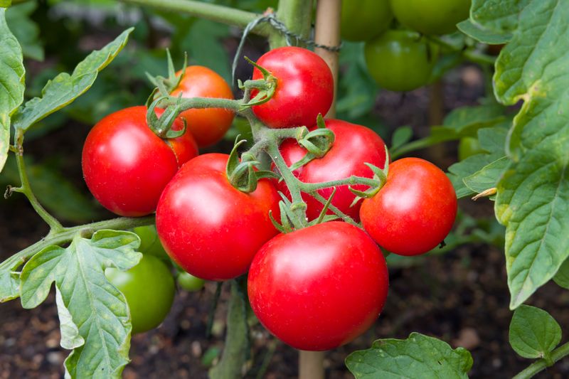 Sodium Silicate – The Tomato Saver